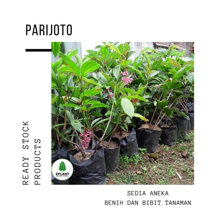 

Terlaris Bibit Pohon Buah Parijoto Lady Nila Tanaman Obat Herbal