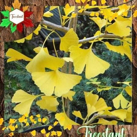 Terlaris Best Seller Tanaman Herbal Hias Bonsai Bibit Pohon Ginkgo Biloba