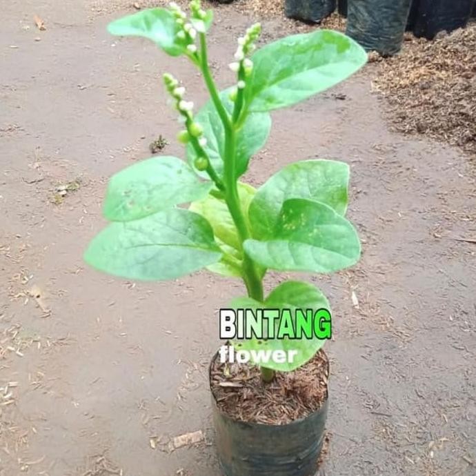 

Terlaris Tanaman Herbal Angkung / Bibit Tanaman Angkung Paylwo 6094Qc