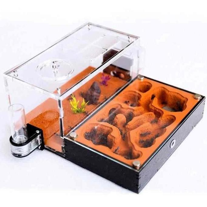 Formicarium Ecological Datar Premium, Formicarium Akrilik, Formicarium Kaca, Ants Nest, Ant, Gypsum 
