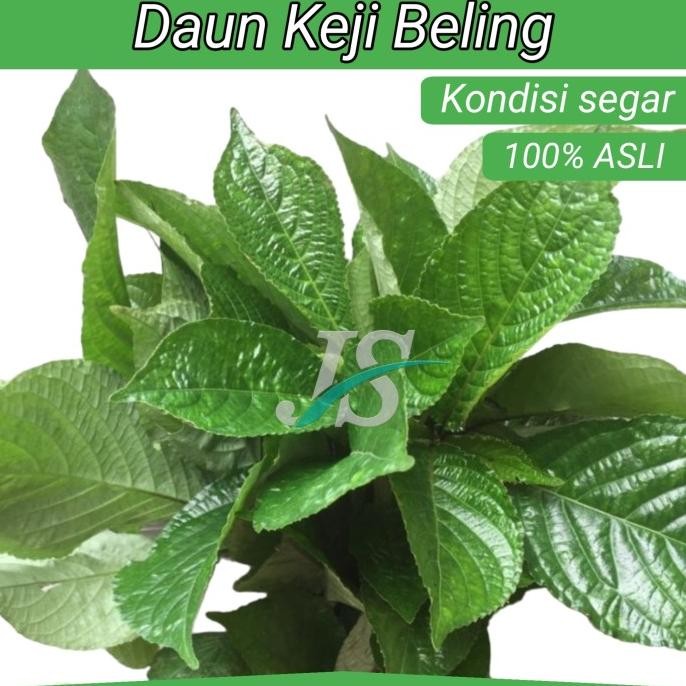 

Terlaris Daun Keji Beling Segar Pecah Beling 500 Gram Tanaman Herbal Batu Ginjal