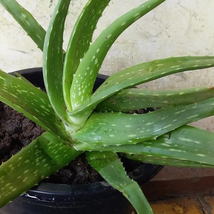 

Terlaris Tanaman Herbal Lidah Buaya Sama Potnya.