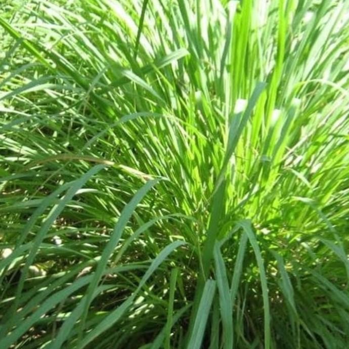 

Terlaris Tanaman Herbal Sereh Masak/Sereh Dapur
