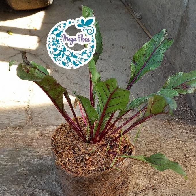 

Terlaris Bibit Buah Bit Tanaman Herb Herbal Beta Vulgaris
