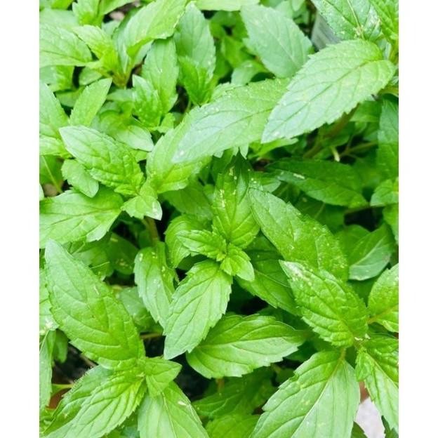 

Terlaris Tanaman Herbal Pepper Mint / Peper Min