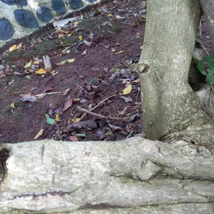 

Terlaris Batang Besar Stek Pohon Kelor/Tanaman Daun Herbal