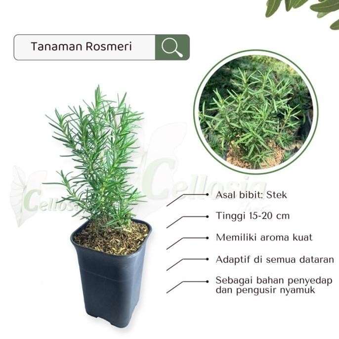 

Terlaris Tanaman Herbal Rempah / Hias Rosemary / Rosmery / Rosmeri