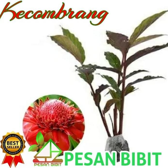 

Terlaris Bibit Tanaman Herbal Kecombrang