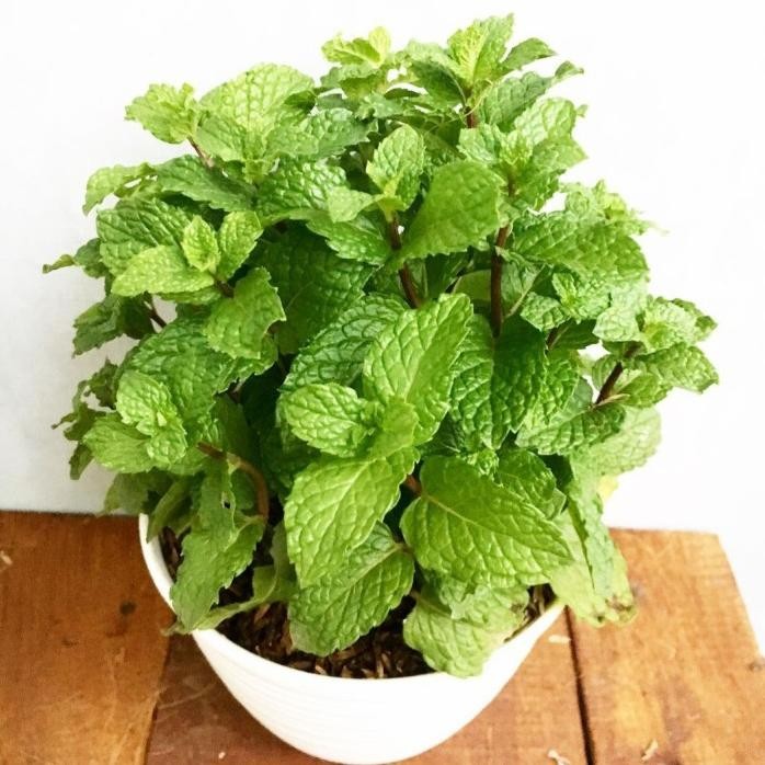 

Terlaris Tanaman Hias Herbal Daun Mint Inc Pot Putih / Tanaman Daun Mint