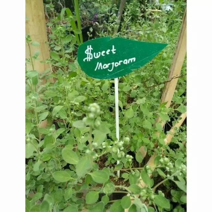

Terlaris Tanaman Herbal - Sweet Marjoram