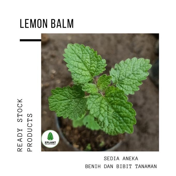 

Terlaris Bibit Tanaman Lemon Balm - Pohon Melissa - Daun Untuk Obat Herbal