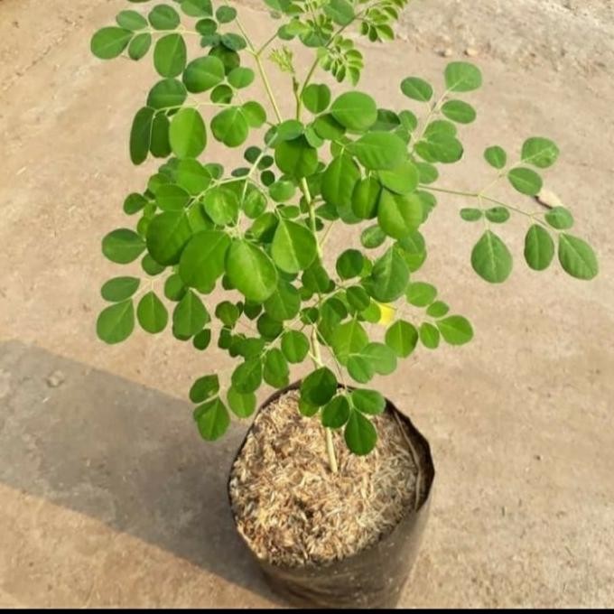 

Terlaris Bibit Tanaman Pohon Kelor/ Daun Kelor/ Tanaman Kelor Herbal