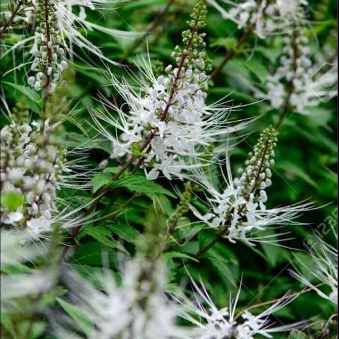 

Terlaris Tanaman Hias Herbal Kumis Kucing