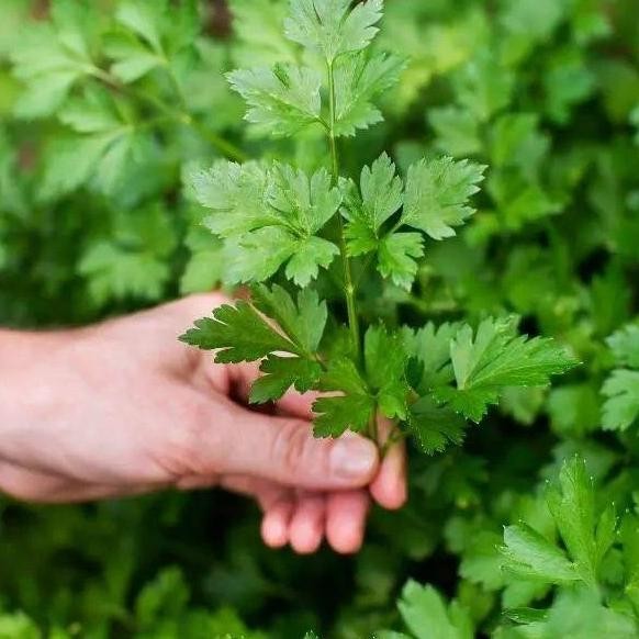 

Terlaris Bibit Daun Ketumbar Coriander Bumbu Herbal Tanaman Cilantro Yansui