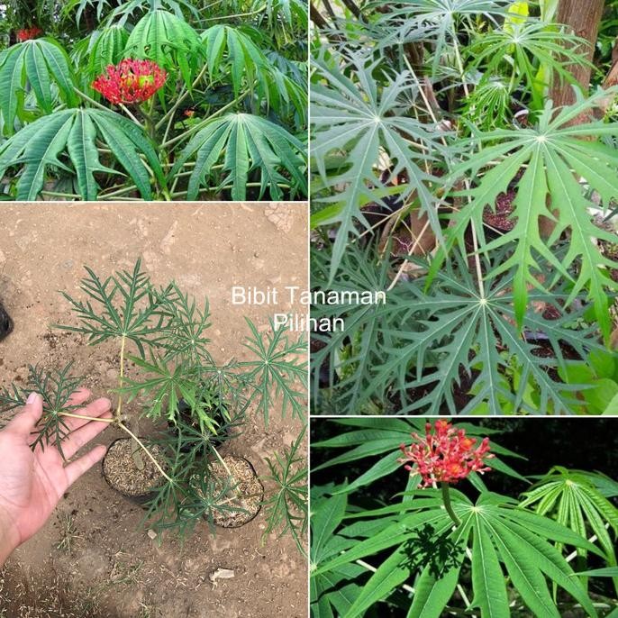 

Terlaris Bibit Yodium Herbal Betadine Tanaman Obat Luka Luar Pohon Jarak Tintir Cina Toga Apotik Hidup Jatropha Multifida Daun Betadin