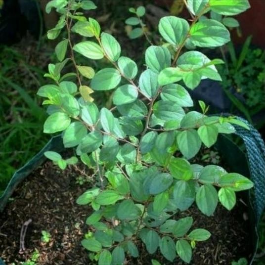 

Terlaris Bibit Tanaman Herbal Bidara Arab