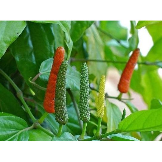 

Terlaris Bibit Tanaman Herbal Cabe Jawa