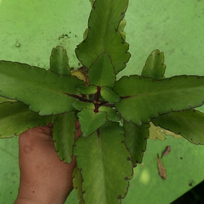 

Terlaris Tanaman Herbal Cokor Bebek