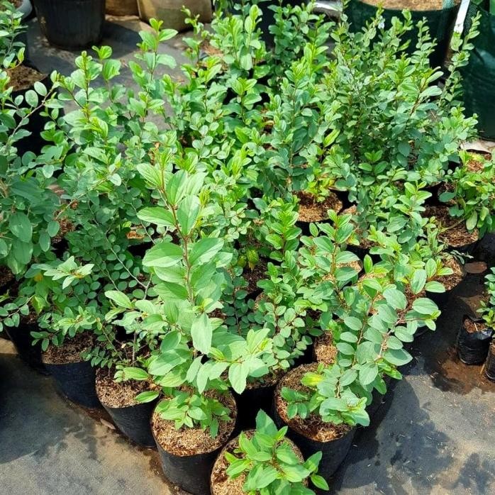

Terlaris Tanaman Herbal Bidara Arab - Pohon Bidara Arab