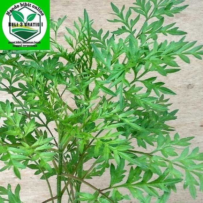 

Terlaris Bibit Tanaman Daun Kenikir - Pohon Ulam Raja/Ramidang - Tanaman Herbal