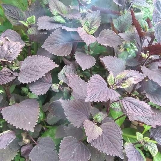 

Terlaris Bibit Miana Daun Ungu/Tanaman Herbal Jawer Kotok