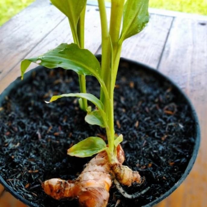 

Terlaris Bibit Pohon Kunyit Tanaman Herbal Dan Bumbu Masak
