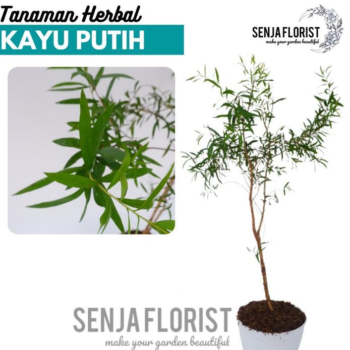 

Terlaris Tanaman Herbal Kayu Putih