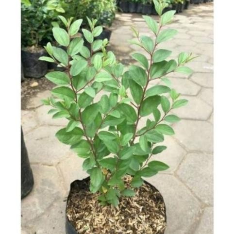 

Terlaris New Bisa Cod Tanaman Herbal Bidara Arab Rimbun Pohon Berkhasiat Daun Untuk Ruqyah Pengusir Jin Bibit