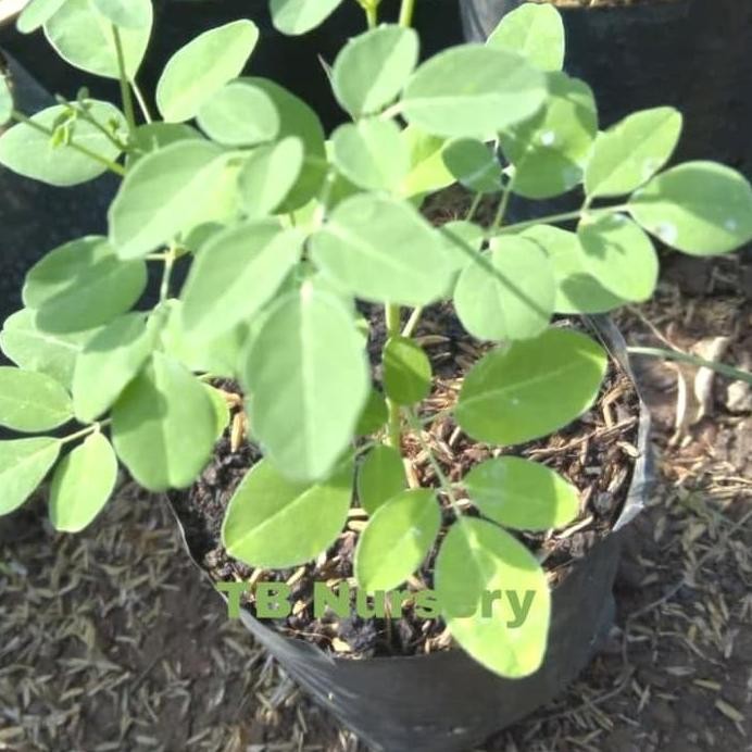 

Terlaris Tanaman Herbal Daun Kelor/Bibit Herbal Daun Kelor