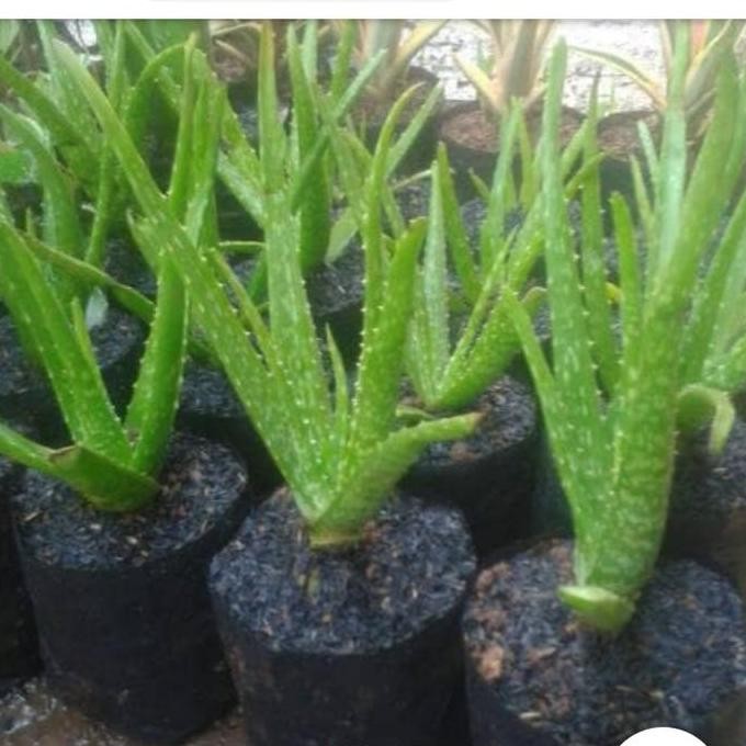 

Terlaris Tanaman Hias Lidah Buaya - Aloefera Herbal