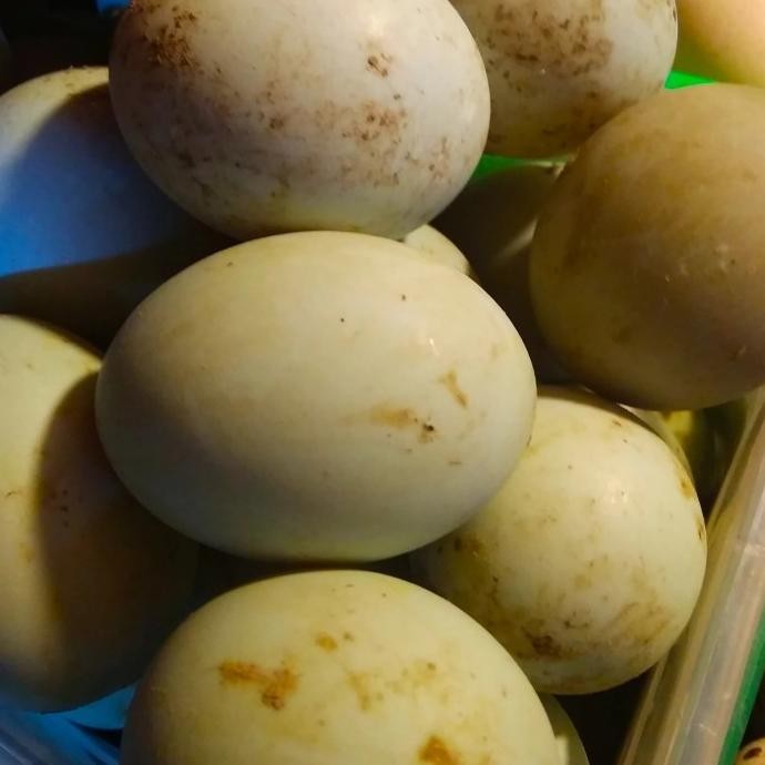 

Terlaris Telor Bebek Mentah