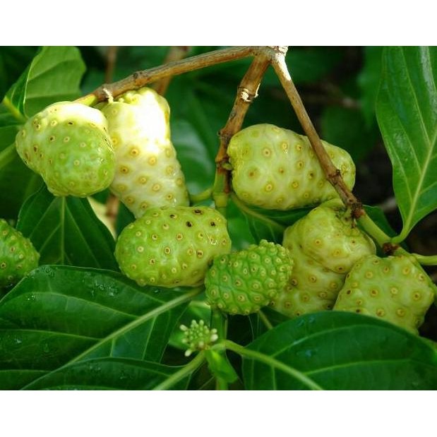 

Terlaris Tanaman Obat Herbal Buah Mengkudu / Pace