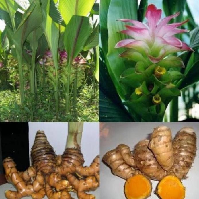 

Terlaris Tanaman Herbal Bibit Pohon Temulawak
