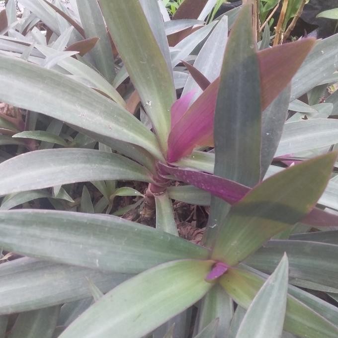 

Terlaris Bibit Tanaman Herbal Daun Telinga Kera Obat Sakit Pinggang,Jual Daunya