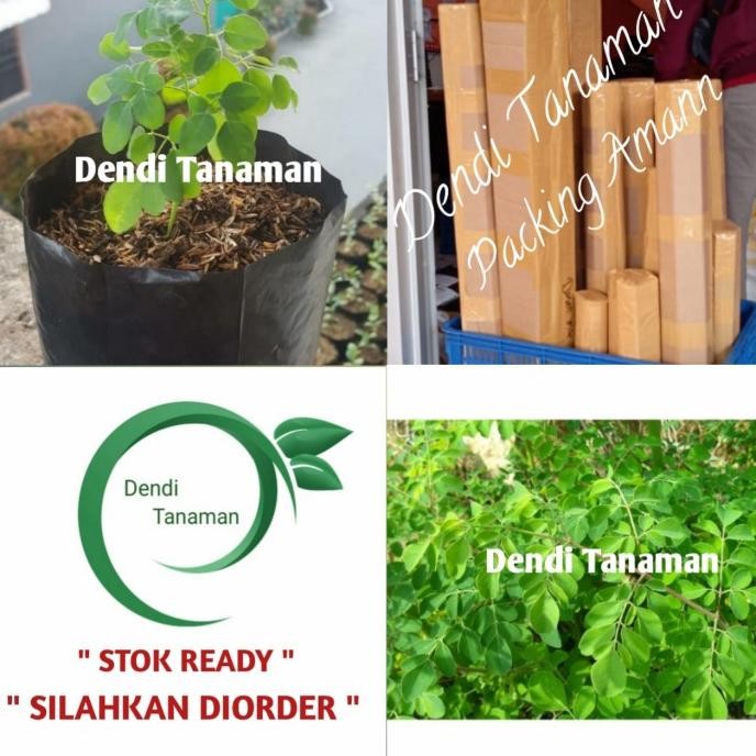 

Terlaris Bibit Pohon Kelor / Tanaman Herbal