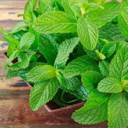 

Terlaris Biji Benih Tanaman Herbal Daun Mint Spearmint Aroma Mint Segar