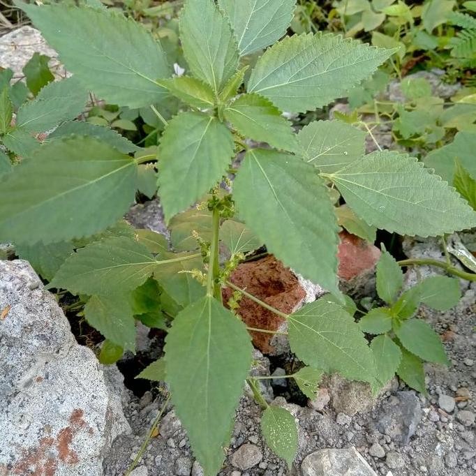 

Terlaris Termurah Bibit Pohon Tanaman Anting Anting Herbal