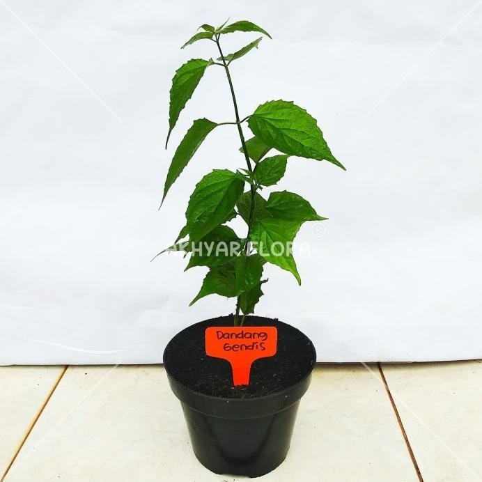 

Terlaris Tanaman Herbal Dandang Gendis Ki Tajam