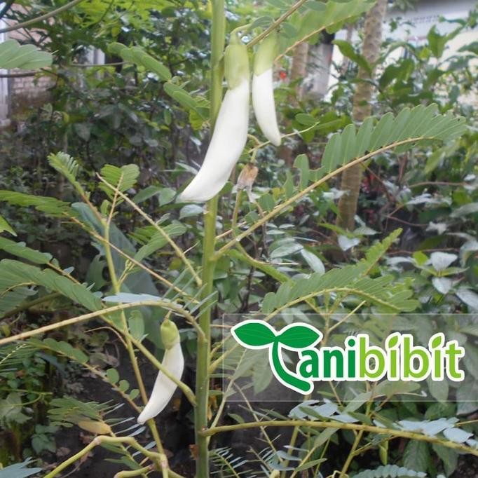

Terlaris Bibit Pohon Bunga Turi Putih Tanaman Kembang Outdoor Daun Obat Herbal