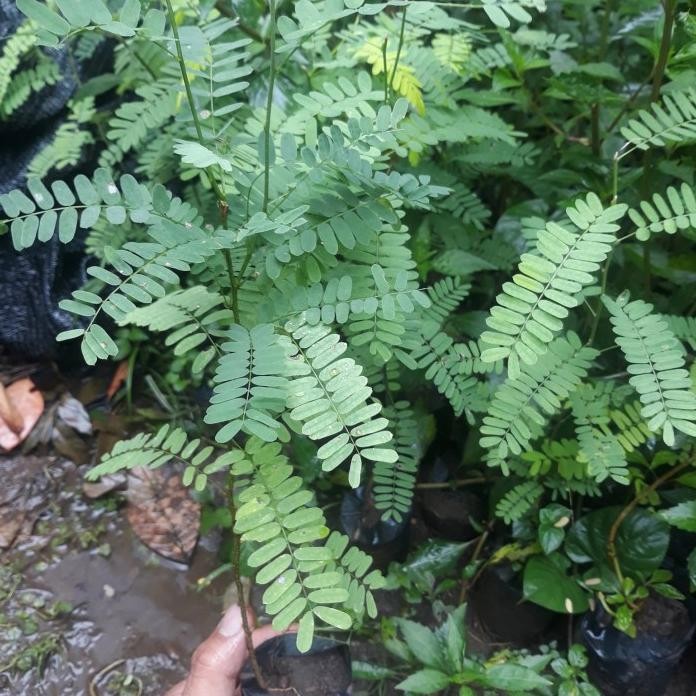 

Terlaris Bibit Tanaman Herbal Saga