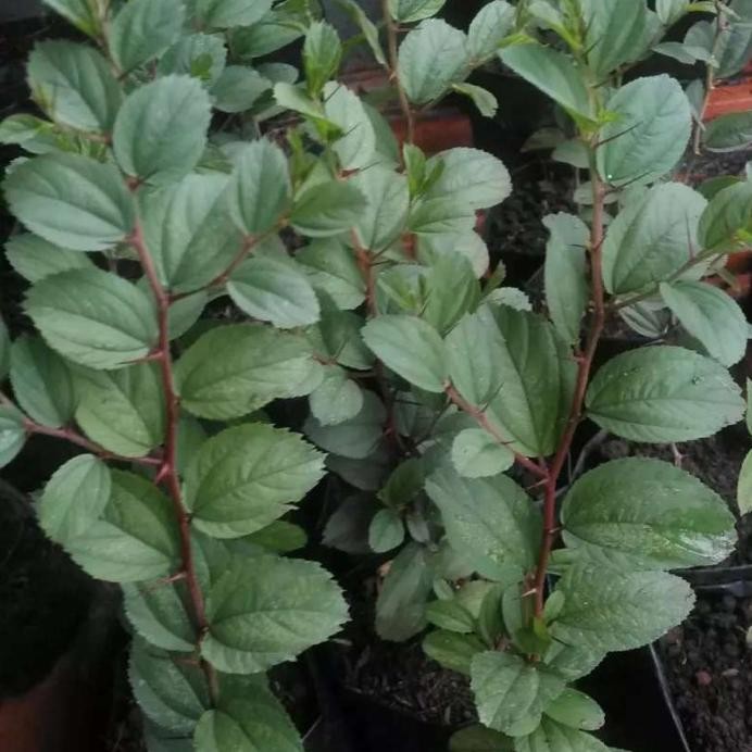 

Terlaris Paket 6 Bibit Tanaman Herbal Bidara Arab/Sidr Untuk Ruqyah