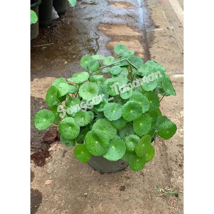 

Terlaris Tanaman Pegagan / Bibit Tanaman Hias Air Obat Saraf Herbal