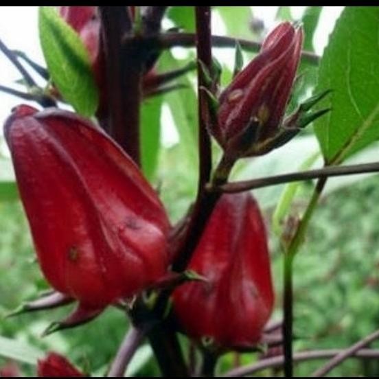 

Terlaris Bibit Tanaman Bunga Rosela (Obat Herbal)