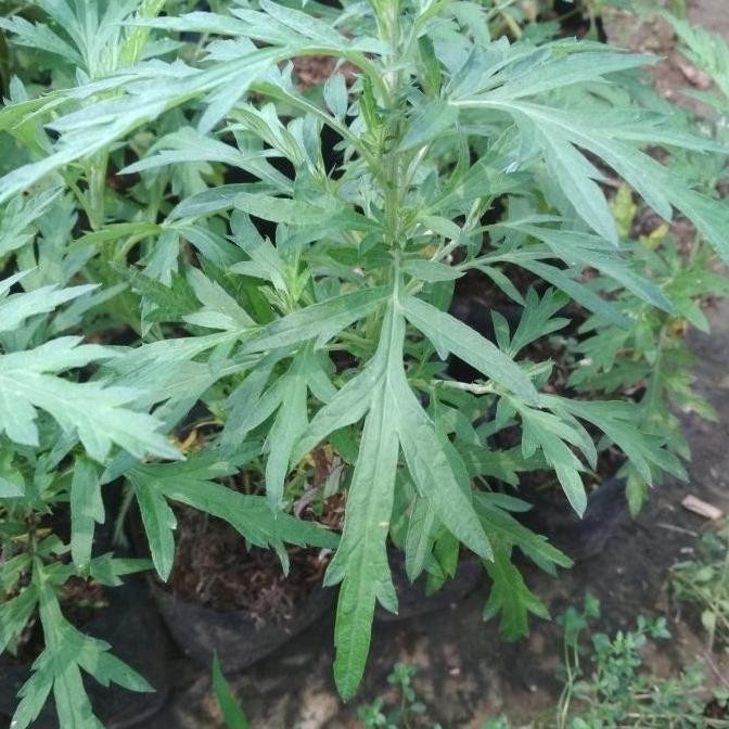 

Terlaris Bibit Tanaman Daun Baru Cina/Mugwort/Herbal Alami/Murah Berkualitas
