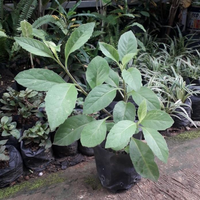 

Terlaris Tanaman Herbal Sambung Nyawa