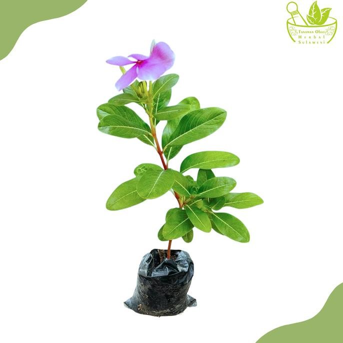 

Terlaris Tanaman Herbal Tapak Dara Cathranthus Roseus