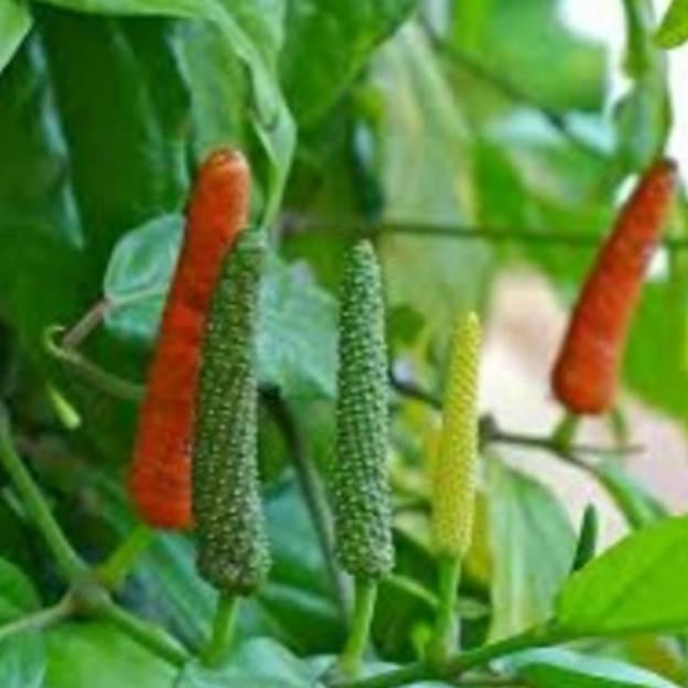 

Terlaris Bibit Cabe Jamu Tanaman Herbal, Tanaman Merambat, Pemisa Splgix 8026Gx