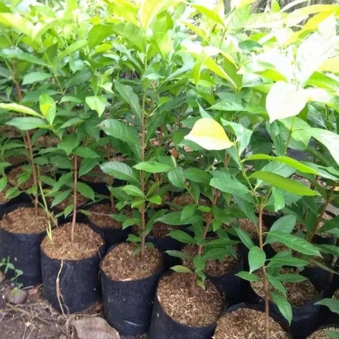 

Terlaris Bibit Tanaman Daun Salam - Daun Sayur - Daun Rempah Masakan