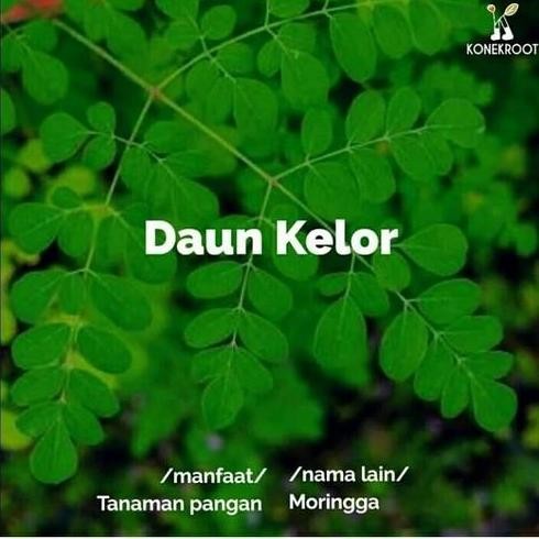 

Terlaris Bibit Tanaman Daun Kelor - Daun Kelor Tanaman Herbal - Beli 3 Gratis 1