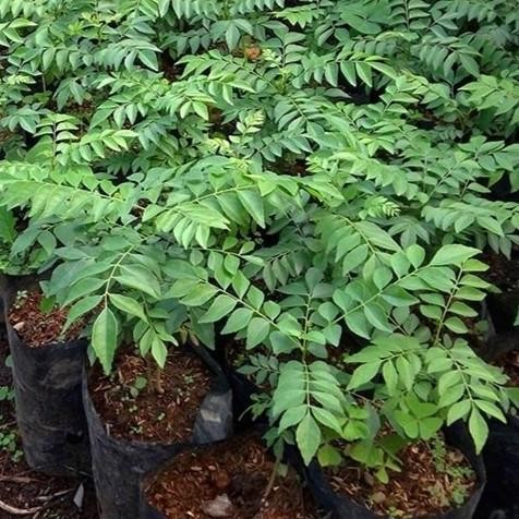 

Terlaris Bibit Daun Salam Kari Koja Tanaman Salam India